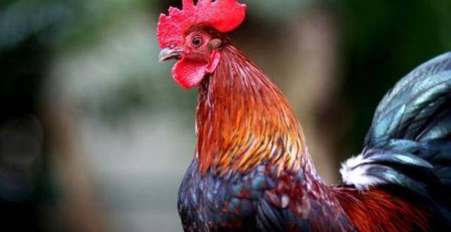 其三,《咏鸡》一诗立意深远,耐人寻味.