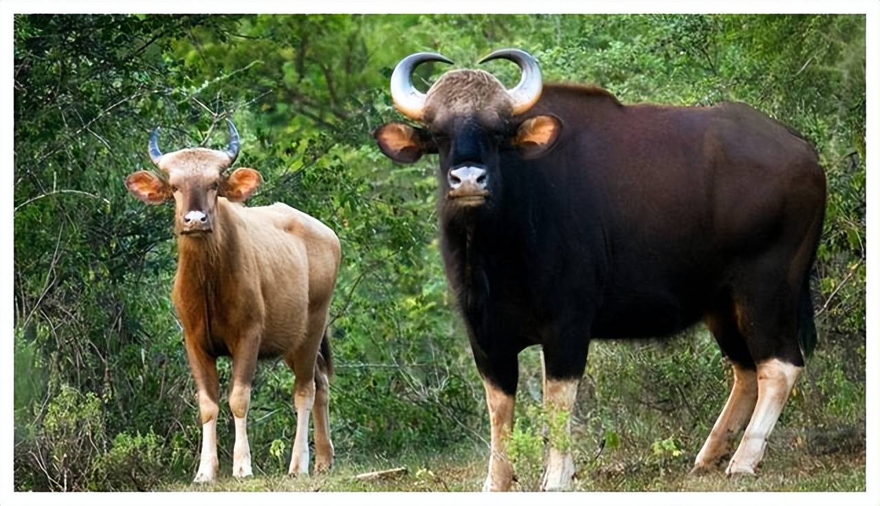 我们在白袜子野牛的主要栖息地,如云南西双版纳等地,设立了国家级自然