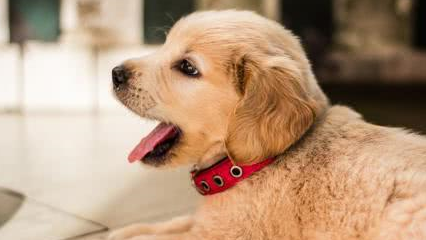 不满主人独宠一只,金毛趁主人跟它老婆睡觉时,提来菜刀