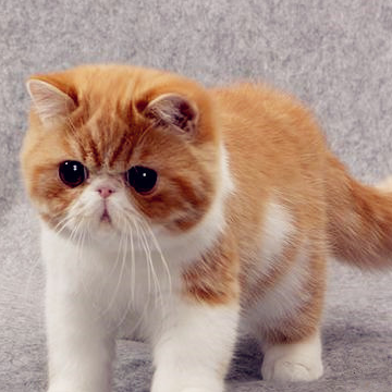 斯芬克斯_波斯猫_阿比西尼亚
