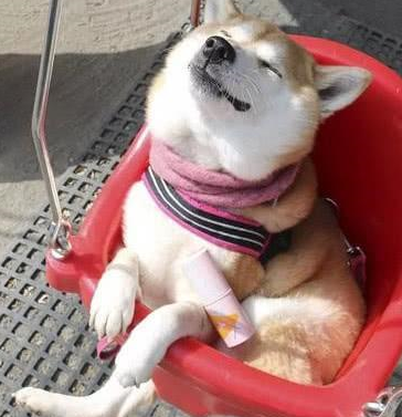 爱荡秋千的汪星人,网友表示笑起来真像个孩子!