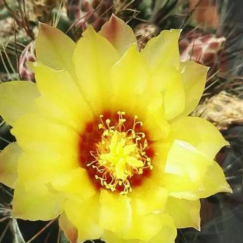 仙人球开花,多种颜色,多种姿态