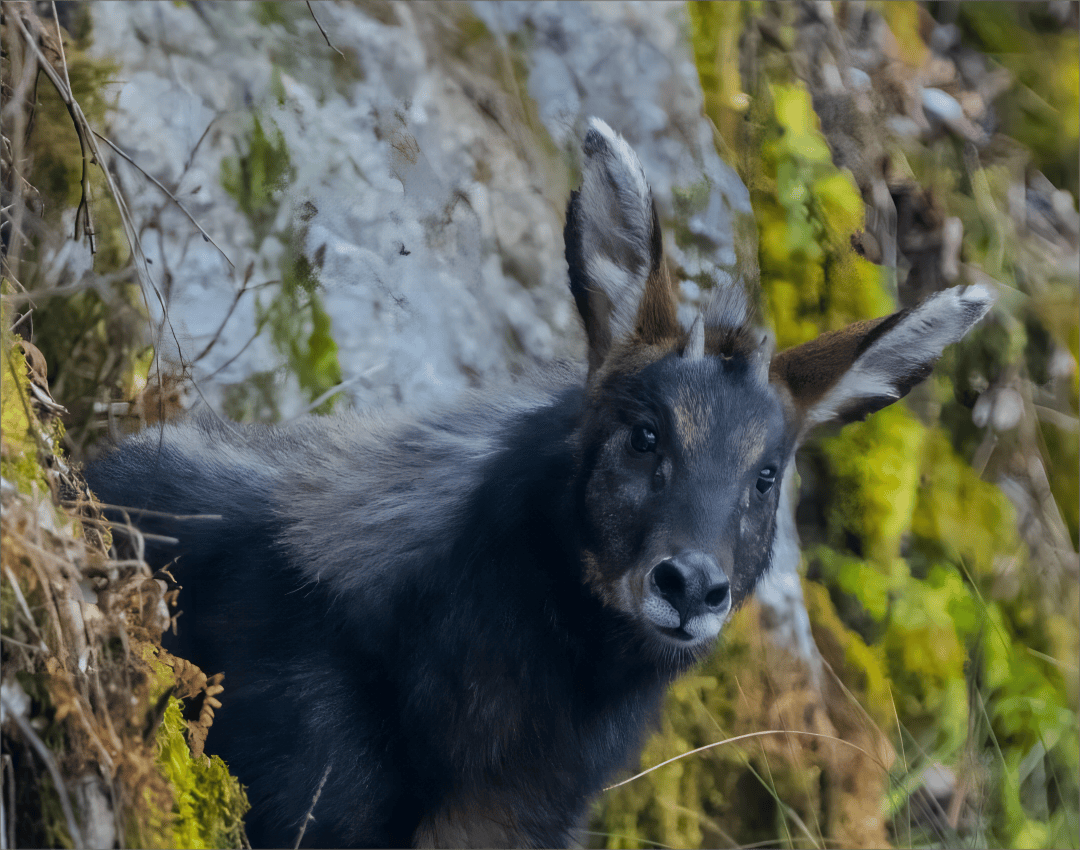 中华鬣羚体型高大,毛色深黑,颈背部那一抹长长的鬃毛,有一抹神秘而