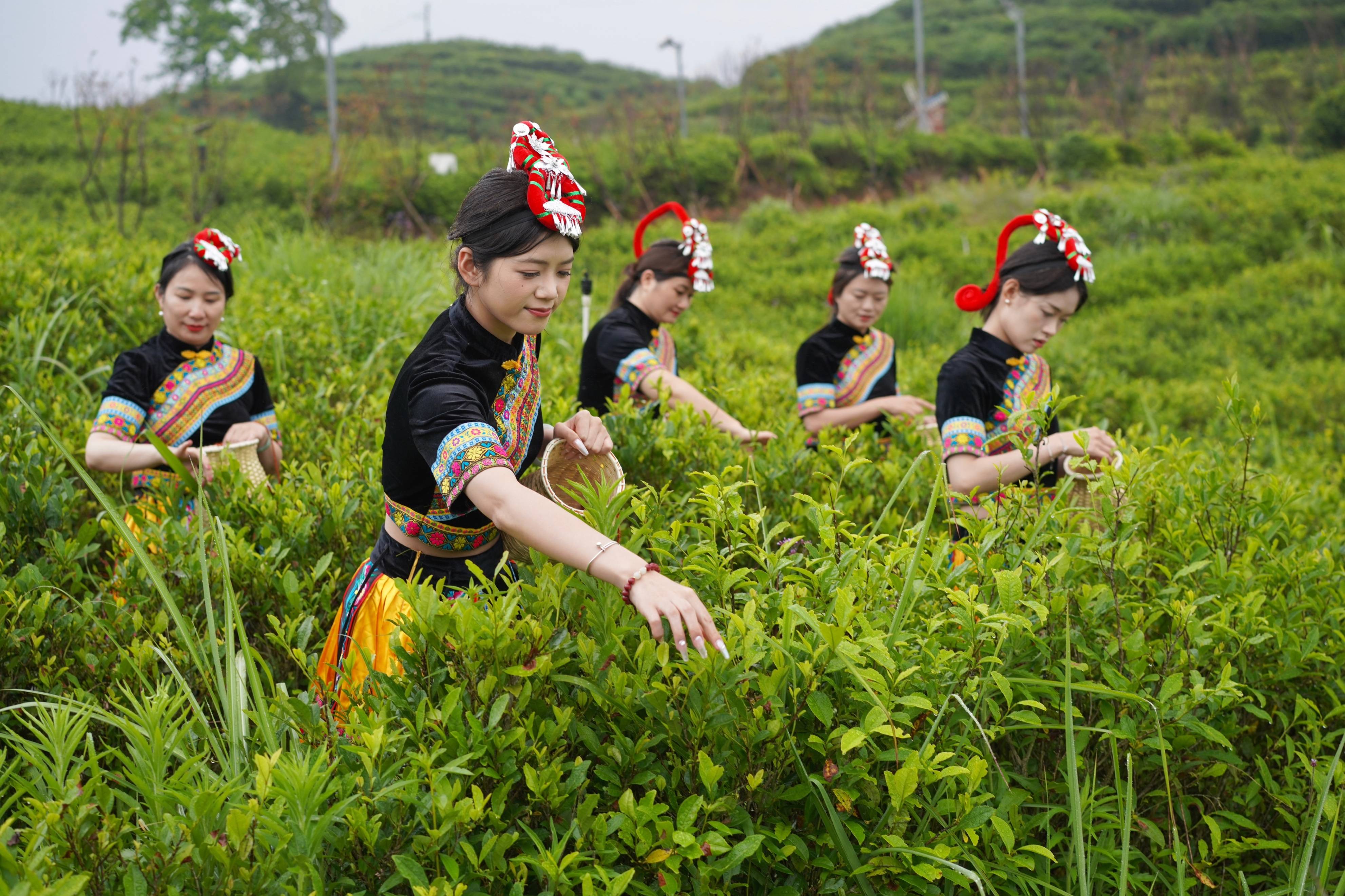 一曲采茶舞,百年三杯香,北纬27 °的泰顺,山清水秀茶园美