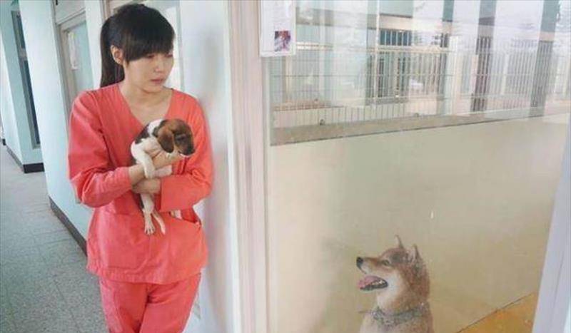 吸引更多的爱狗人士来领养