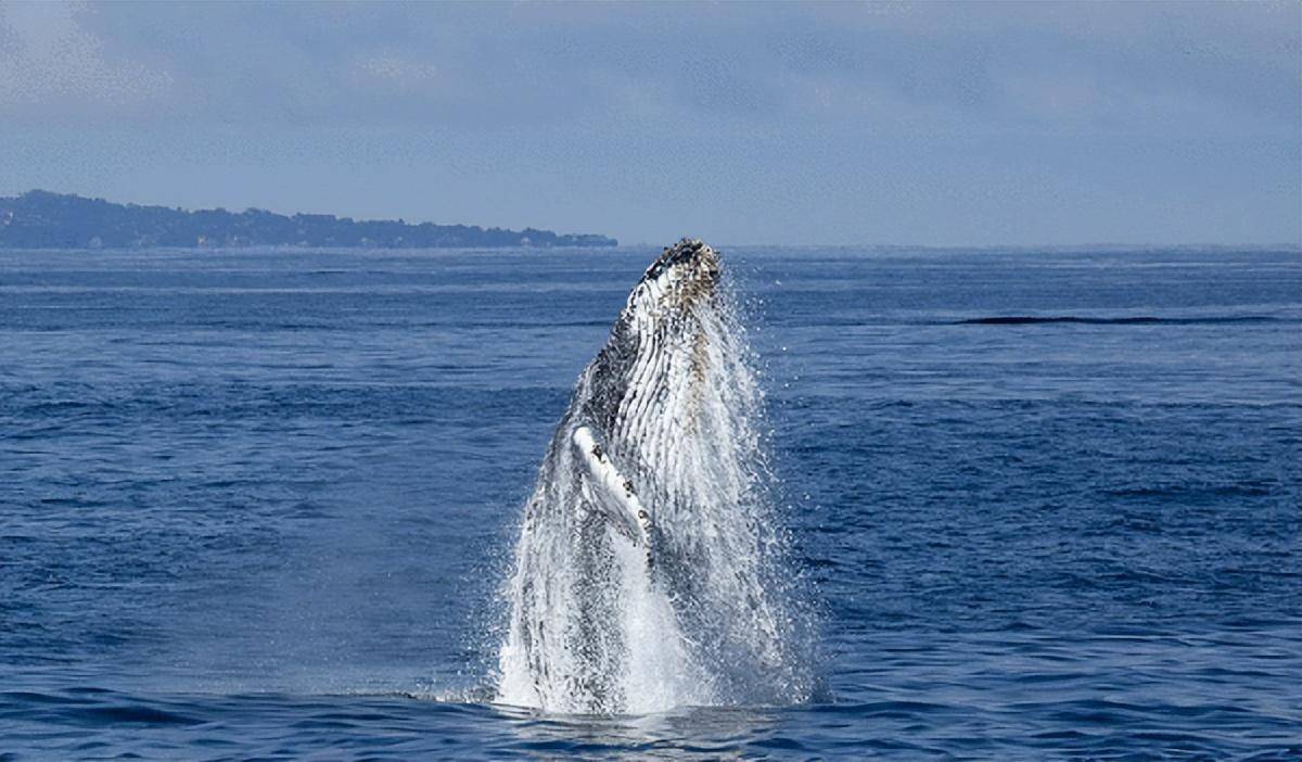 蓝鲸一次排便可达2吨!百米之内遮天蔽日,却被称为自然的恩赐?
