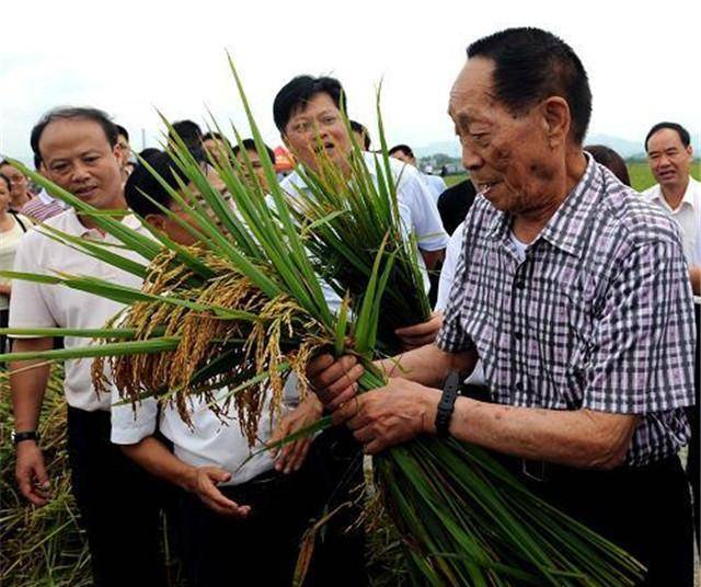 杂交水稻研制成功图片