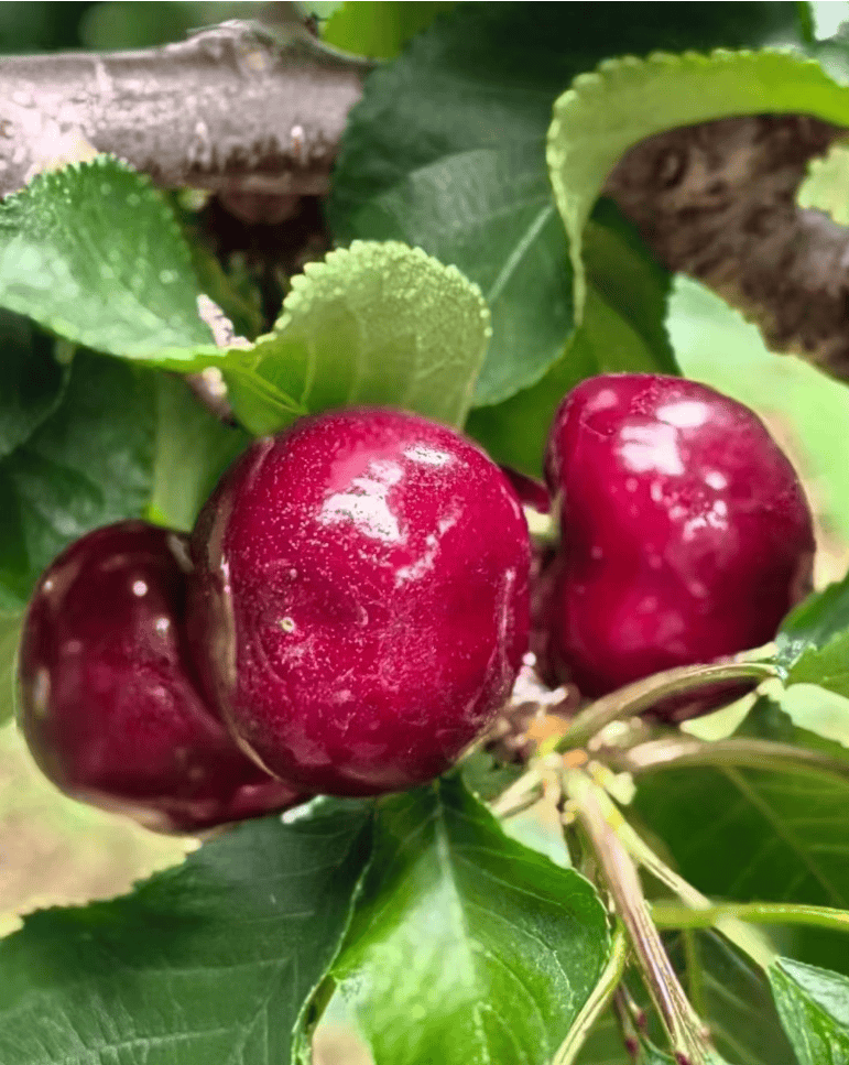 康定大樱桃正当季 "莲花甄选"助力果农增收_种植_姑咱镇_羊厂