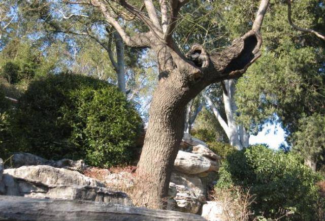 吊死过崇祯皇帝,这棵"歪脖子树"被铁链封印200年,如今仍在