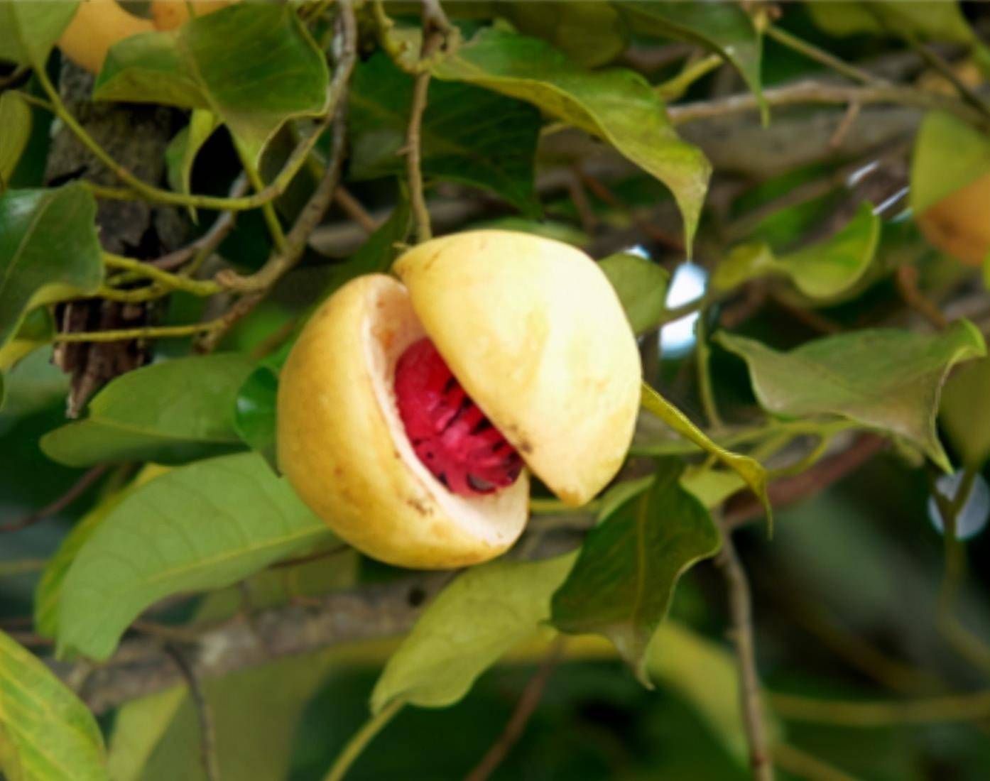 古代历史中,为何要将13岁少女称为豆蔻年华,豆蔻代表着什么?