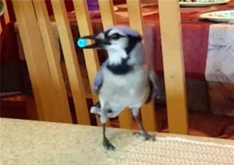 2013年,美国女孩救了一只鸟,患癌后鸟儿救活了她