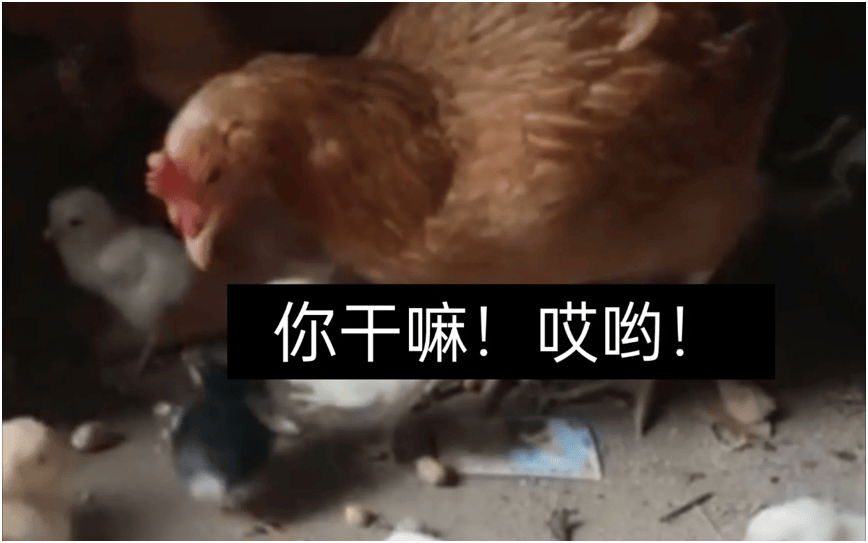 莱利麻了!两个jb都冲上热搜!