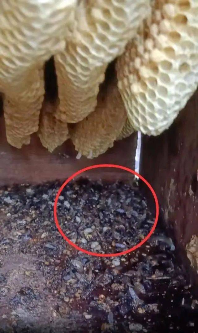 福建南平:无人机喷洒农药,致100多箱蜜蜂死亡,谁来赔偿?