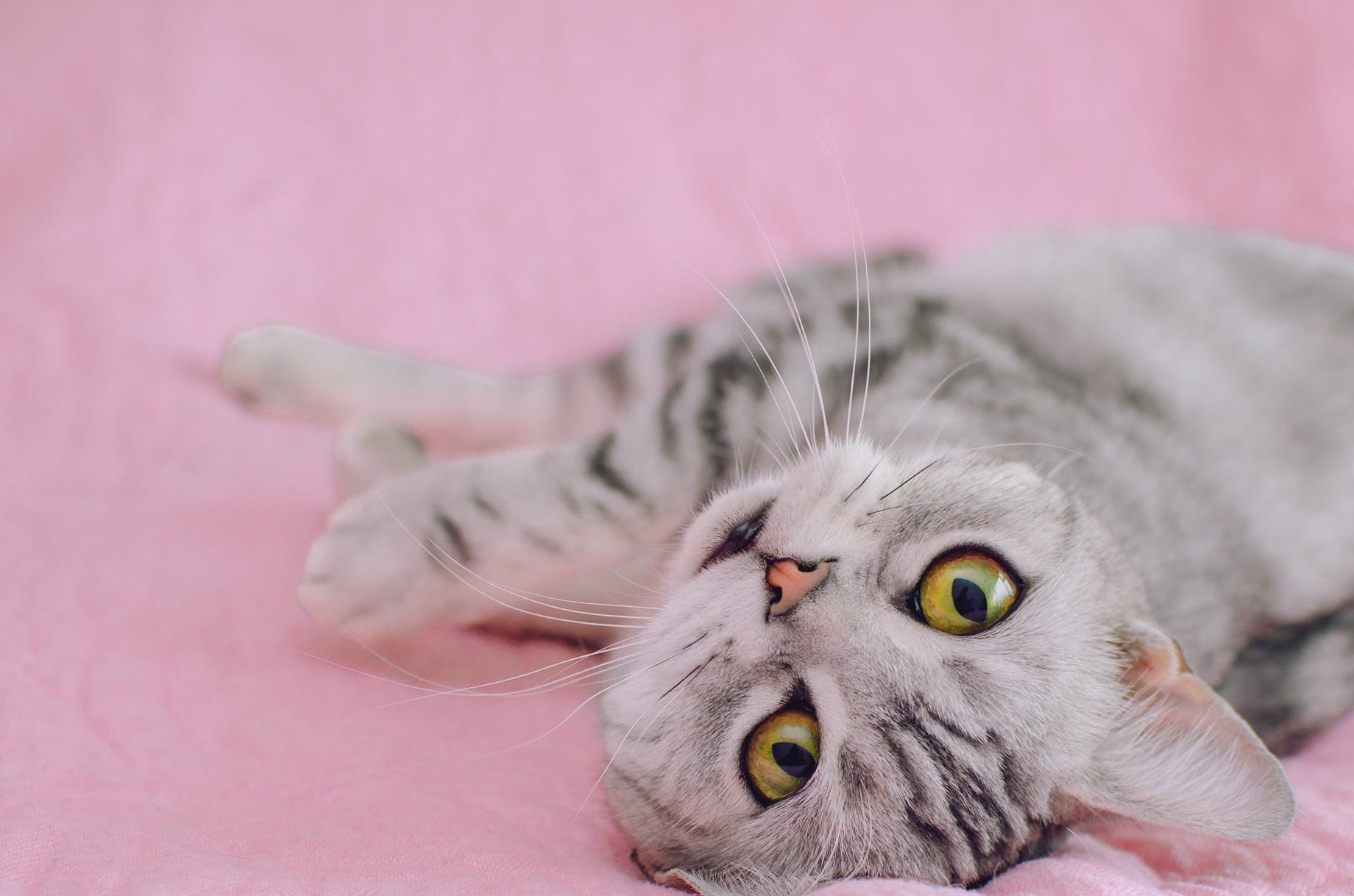 我家的小花猫也是母猫,去年九月底带它做的绝育,手术,加上输液两天,一