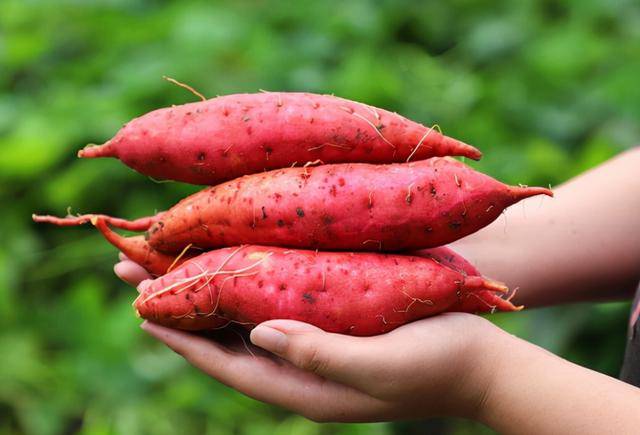 长期吃红薯当早餐,有什么好处?这些变化远比你想象的要好