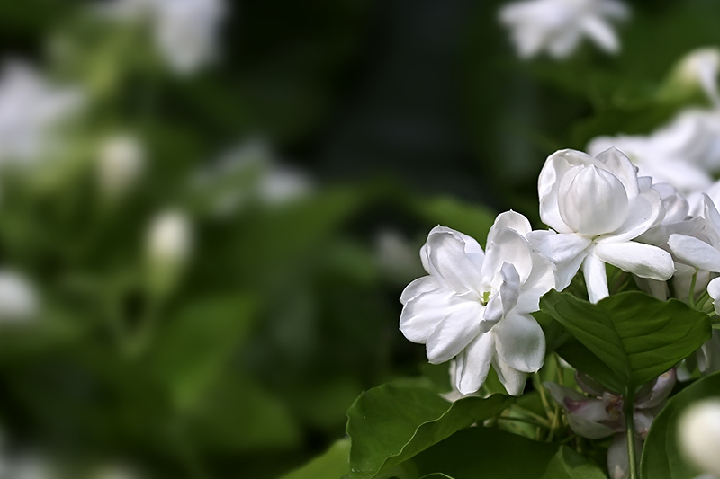 茉莉花姿态图片