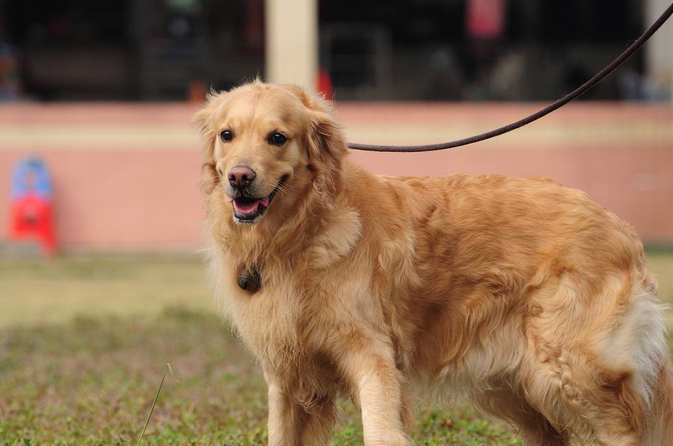 金毛和田园犬哪个攻击性更强?