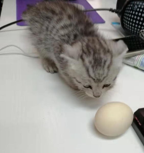 小奶猫遛进办公室,员工们赶紧盘它,想到这么猫来头网友怂了