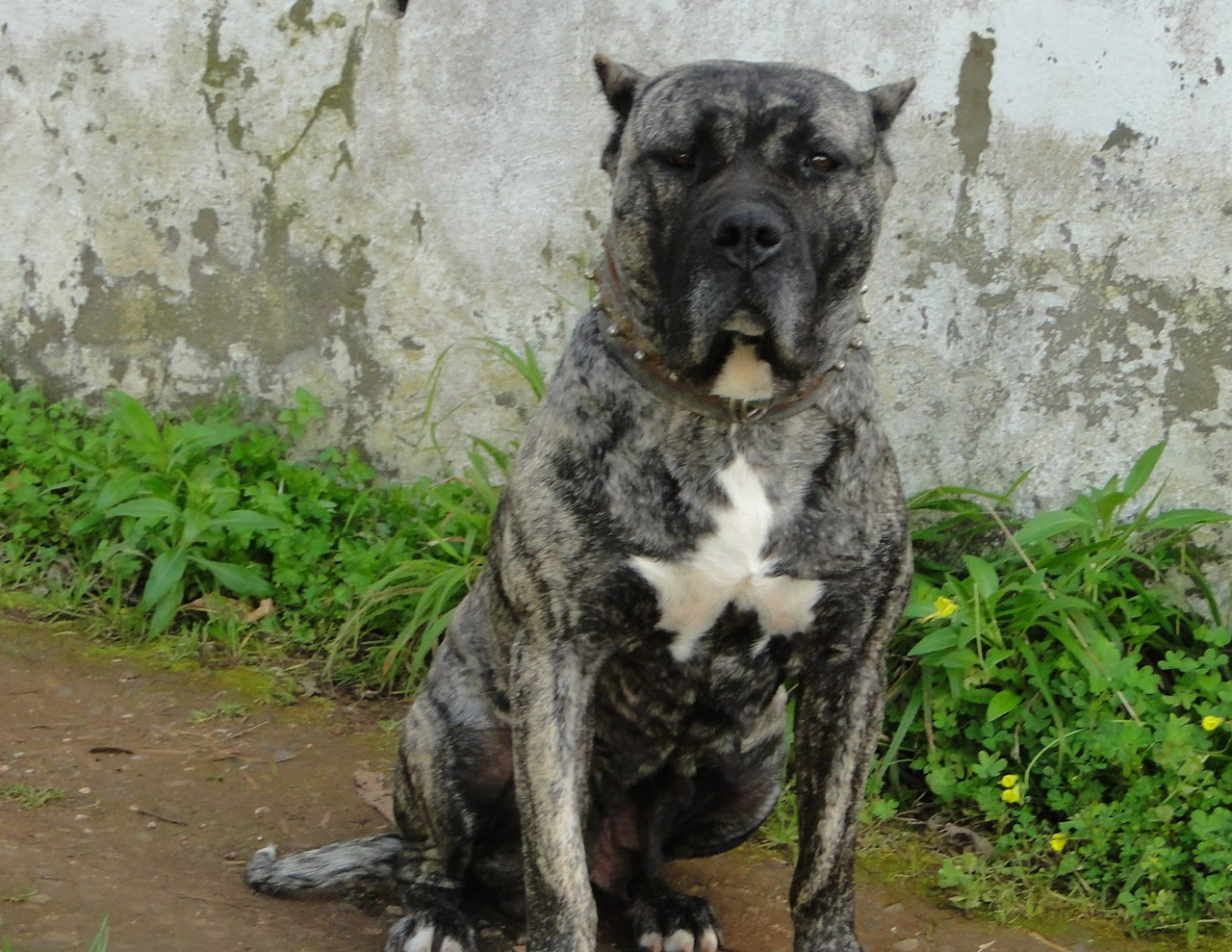 藏獒最惧怕的5种猛犬,其中一种把狼玩弄于股掌,属于碾压级别