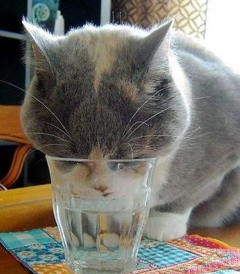 是杯子先动的手 无辜脸 偷喝水后还把杯子推下桌 手欠 猫咪