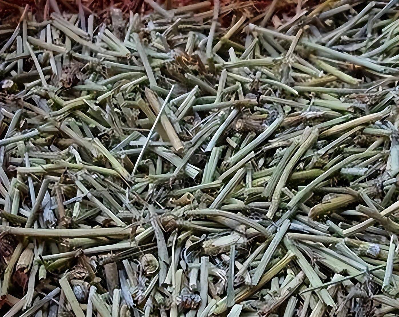 麻黄草后来,又看到屋子的另一边放着储存废水的蓄水池,村干部反映这个