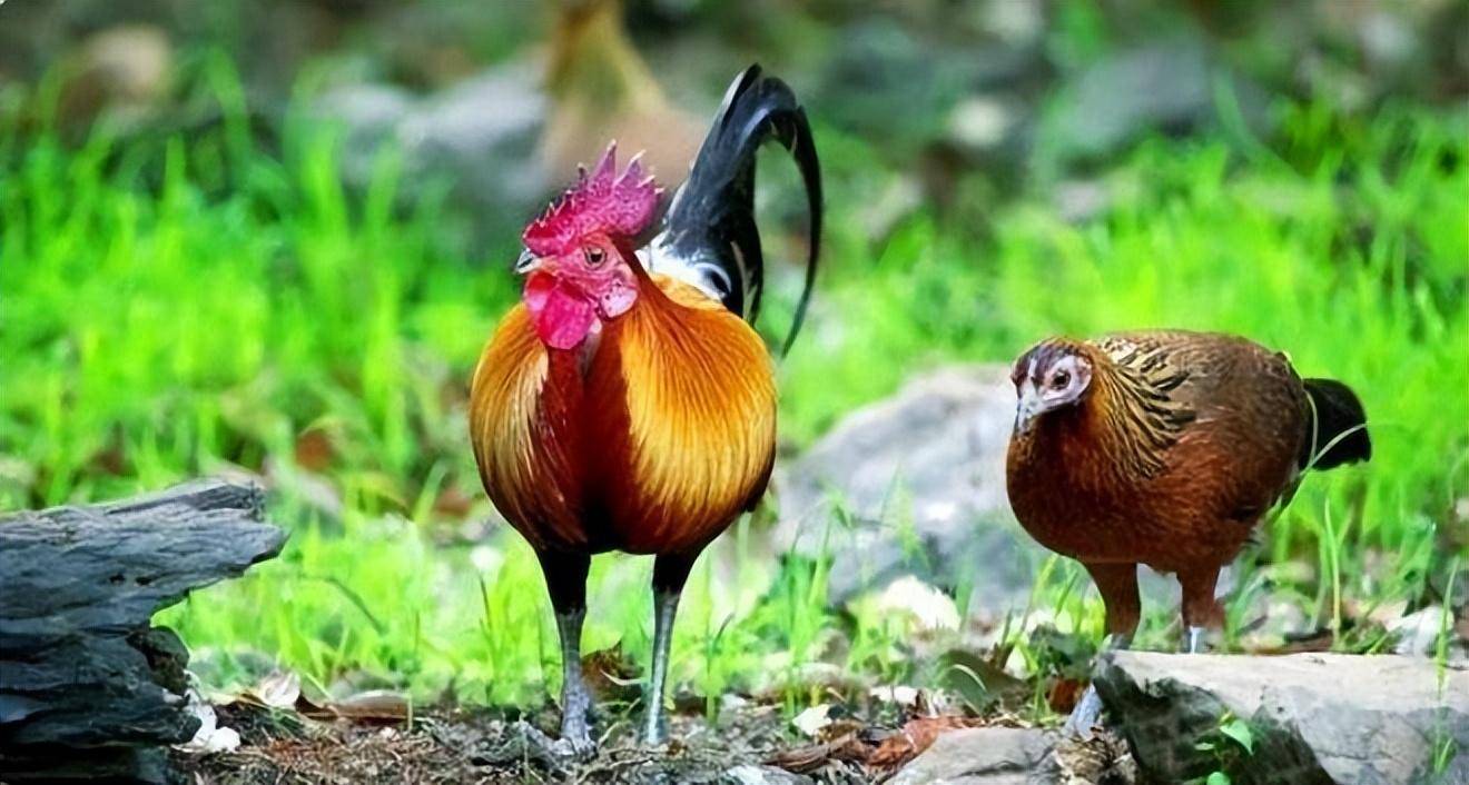 野生动物越来越少的现在,野鸡却越来越多,你知道是为什么吗?