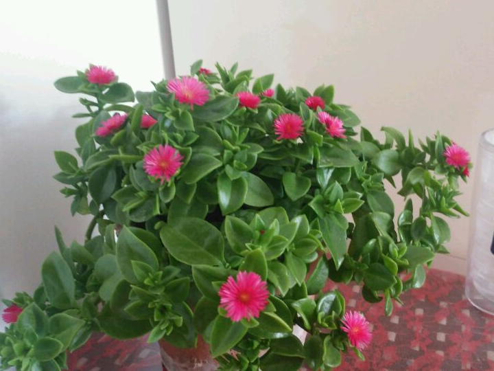 最值得拥有的盆栽花,比绿萝还好养,花叶俱美,还可以食用_田七_开花