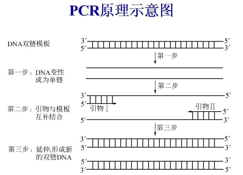 pcr原理的图解