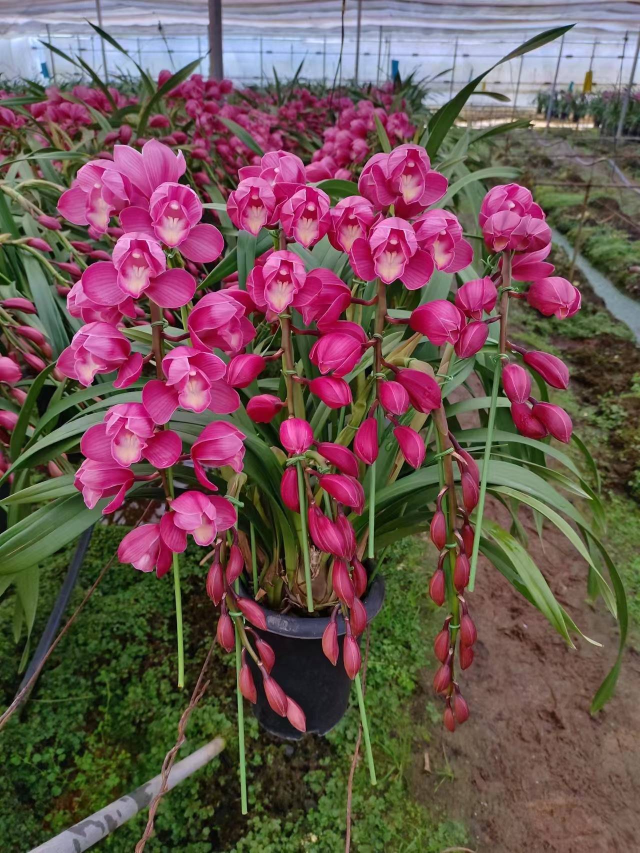 大花蕙兰西施:古典之美与清雅之魂