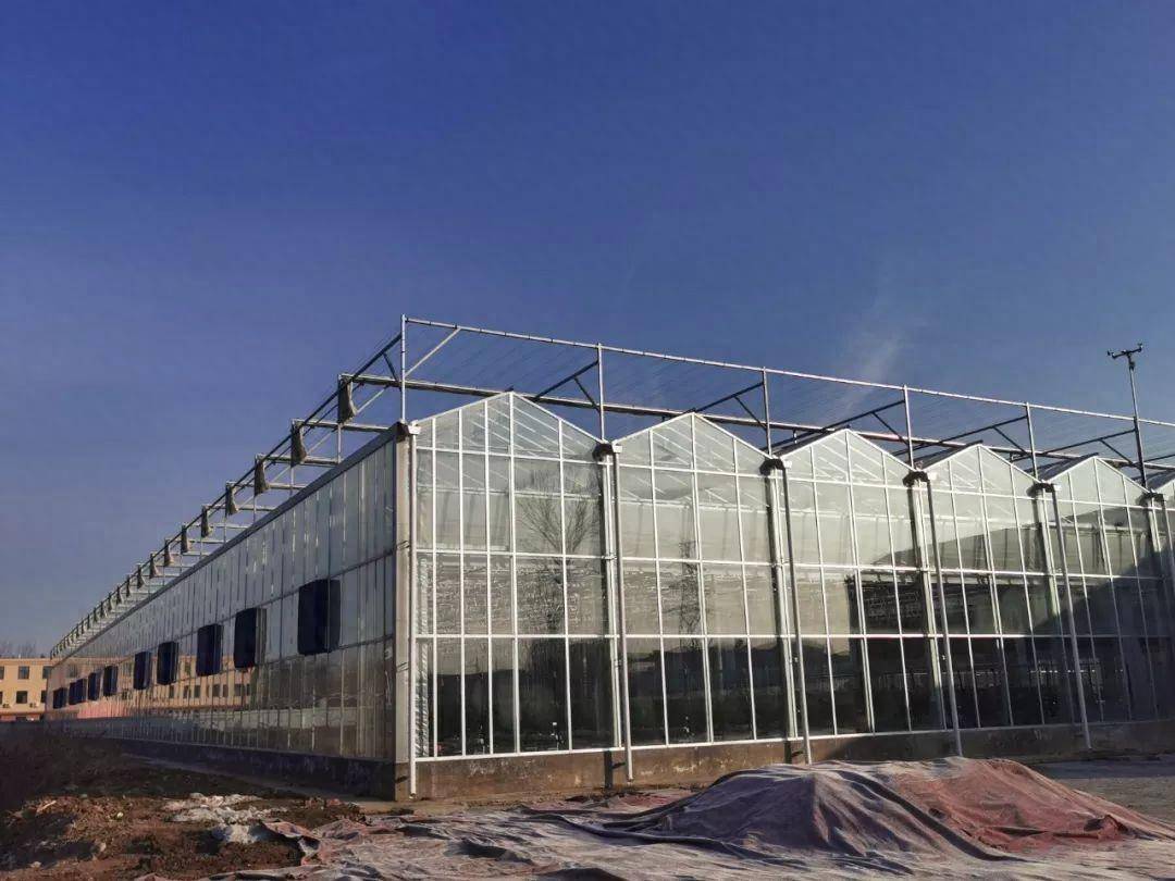 智能农业新典范:烟台农科院现代化温室投入使用