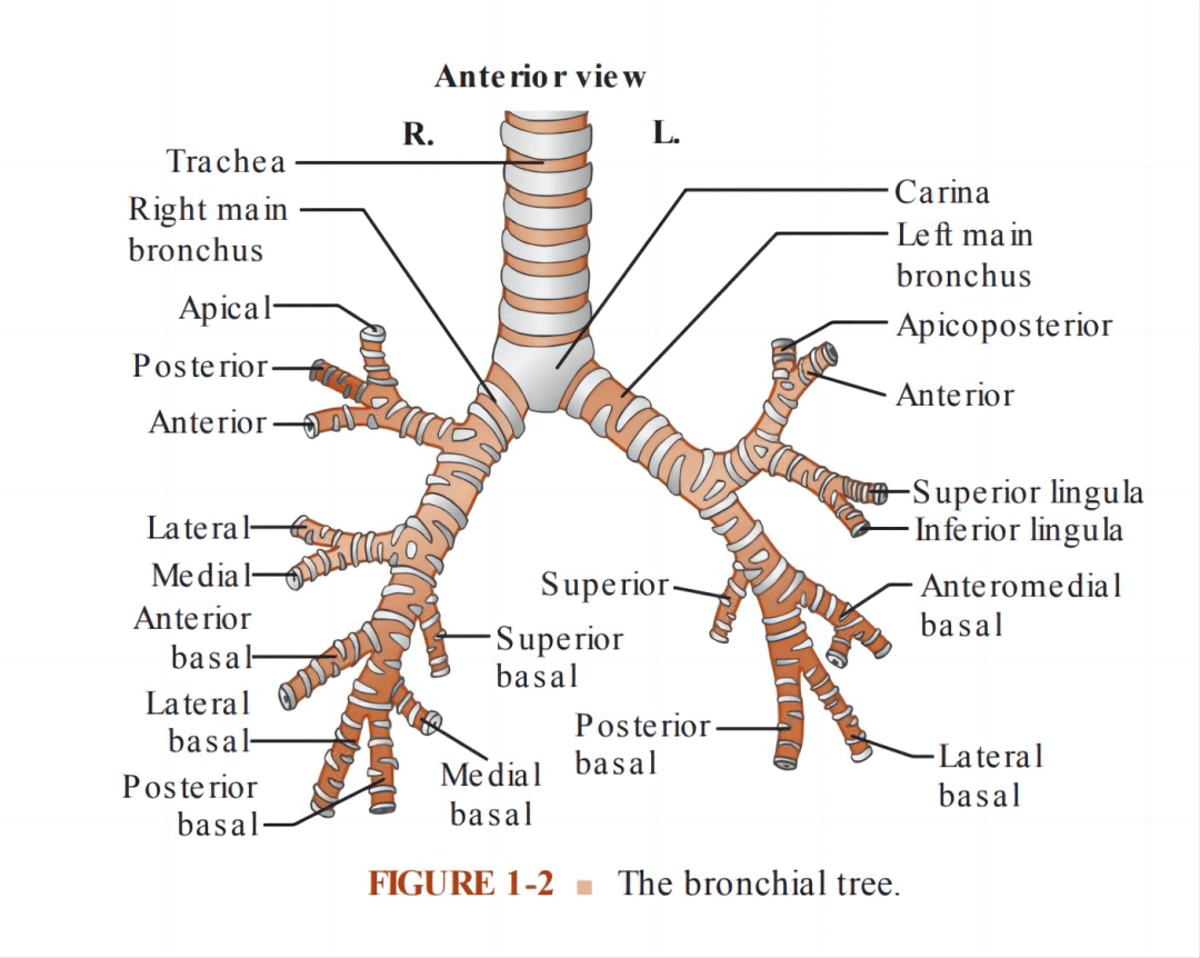 支气管的分支形态犹如倒置的树,故称为支气管树