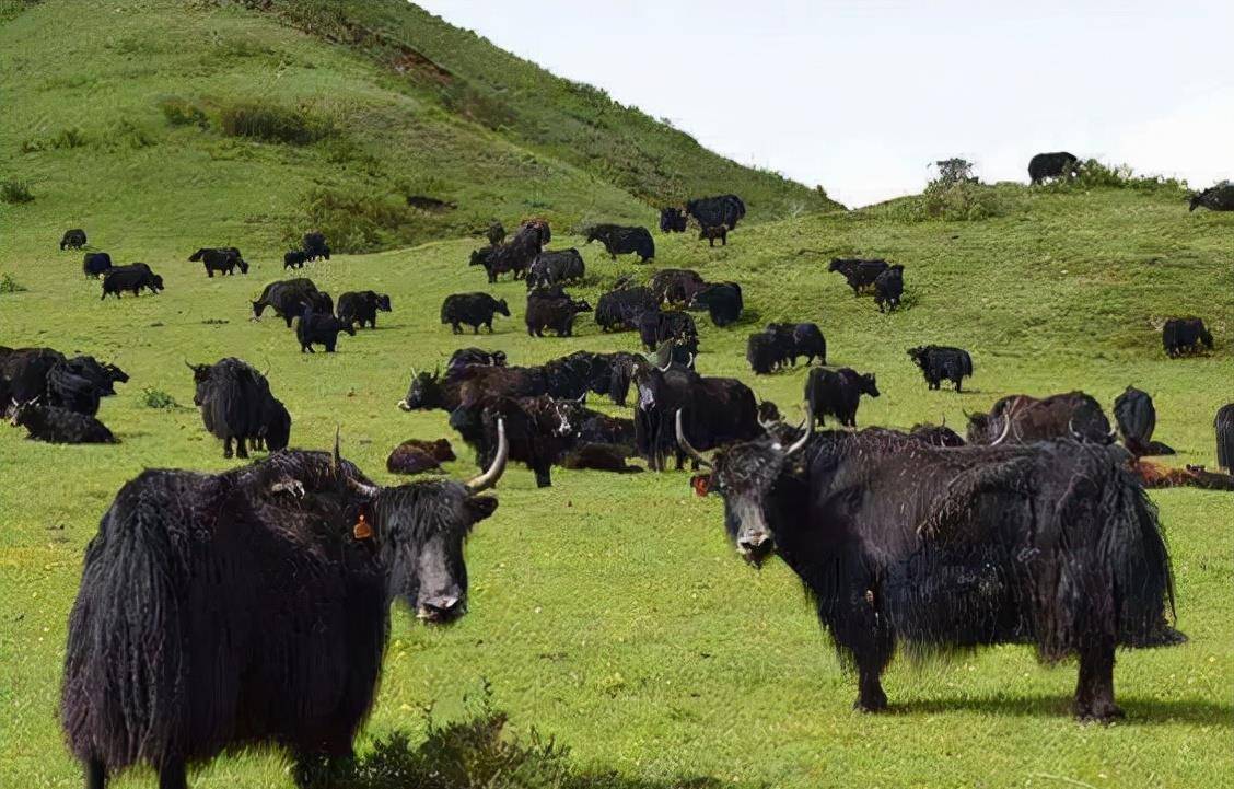 当地一个牧民告诉了他们一个好消息:这里的荒原上,游荡着一群野牦牛