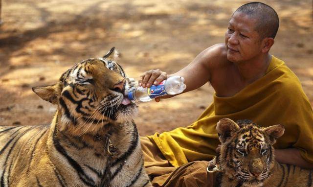 人性之恶猛于虎——闻名世界的虎庙其实是老虎的地狱