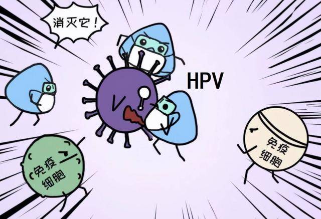 在众多作祟的病毒中,人乳头瘤病毒(hpv)与人类疱疹病毒(hsv)尤为嚣张