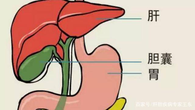 胆囊炎哪里疼图片