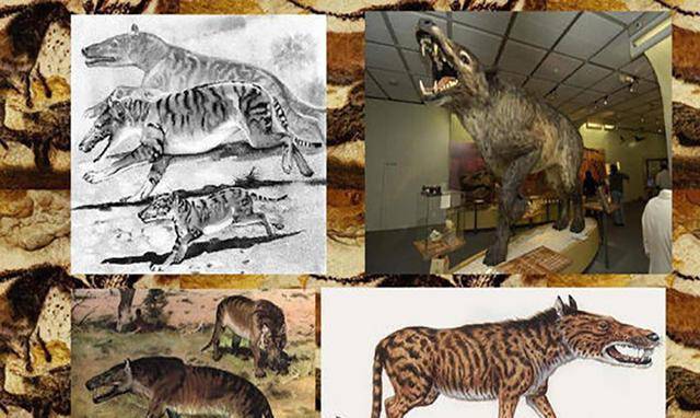 神农架出现"驴头狼",早已灭绝50万年的物种,又突然出现?