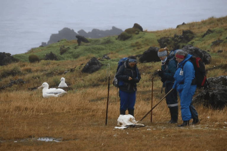 南极海豹的天敌图片