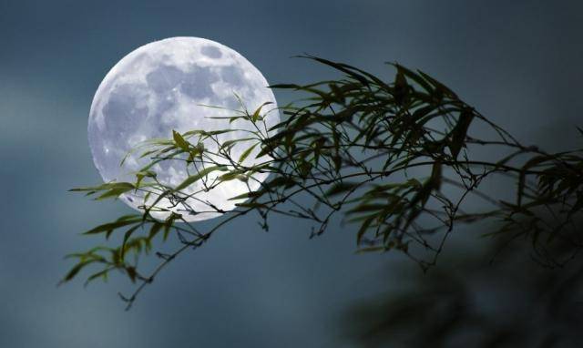 月亮上的桂树图片