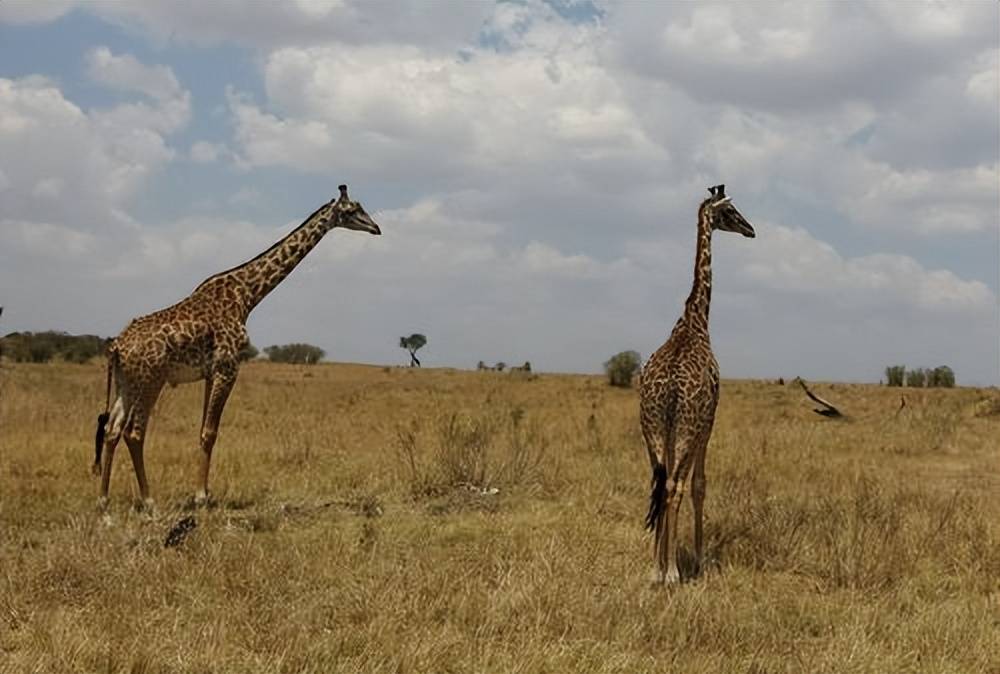 西非长颈鹿图片