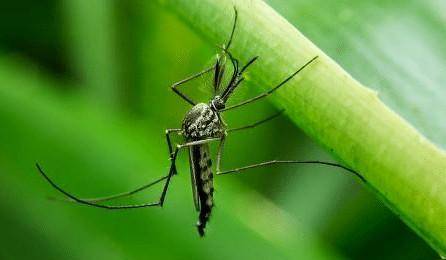   引起 为什么非洲蚊子不咬当地人？就算是蚊子，如果趴在身上也不会被咬。 
