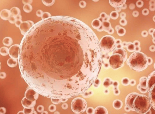 红花分泌细胞显微图图片