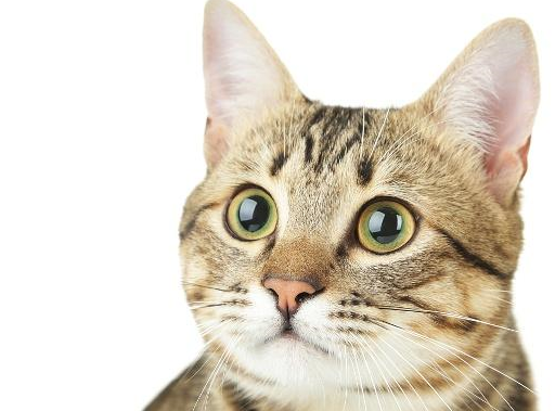 而狸花猫是所有猫咪品种里最忠心的之一了,养狸花猫就根本不怕这种