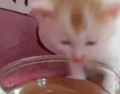 小奶猫长相非常可爱 喝水的样子更能萌翻众人