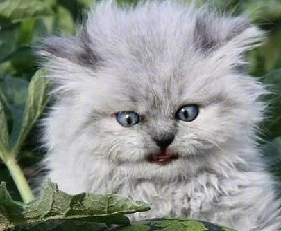 猫咪第一次看到西瓜立马炸毛了,小表情萌翻了,网友:你