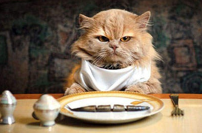 吃货猫咪吃到美食,竟好吃到流眼泪?网友:别陶醉了,赶快去治