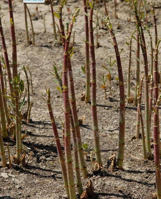 老过筋野菜图片图片