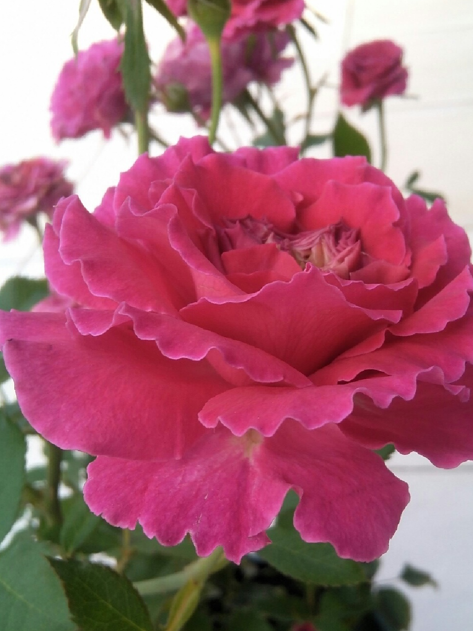 最像牡丹的月季花,花色漂亮,芳香四溢,一年四季开花,值得拥有