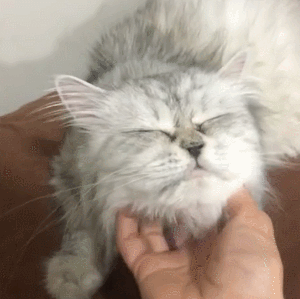 没想到,这年头还有人这么冤枉猫……_猫咪_主人_小猫