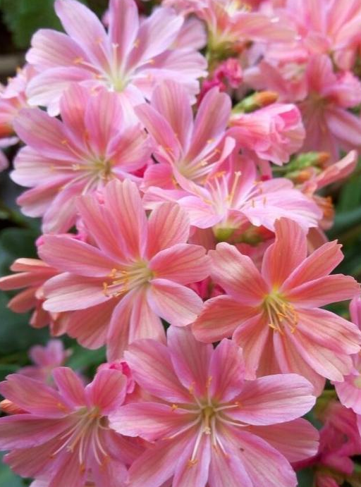 露薇花开爆了,第一次看到开成花球的露薇,太美了,赞赞赞!