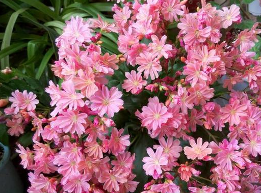 露薇花开爆了,第一次看到开成花球的露薇,太美了,赞赞赞!